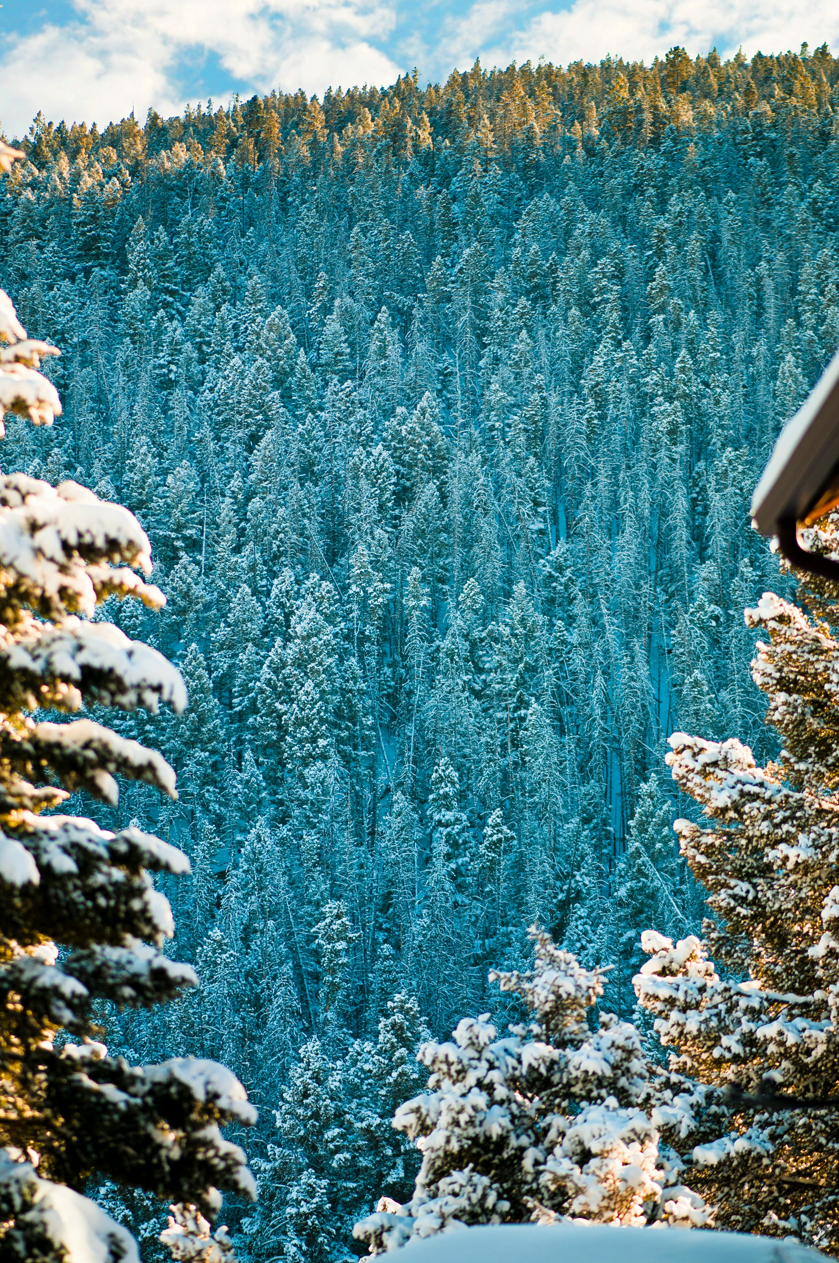 blue trees and white snow